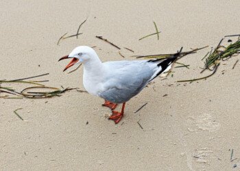 A Seagull