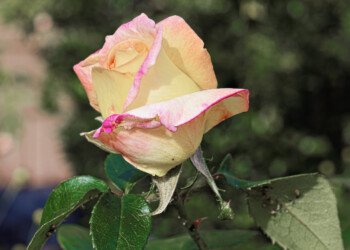 A Yellow Rose
