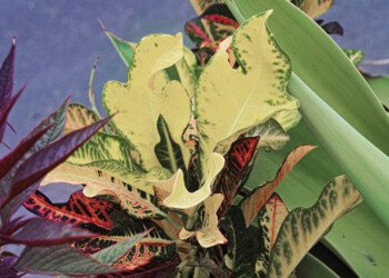 Colourful Leaves
