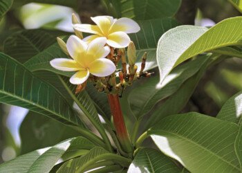 Flowers Blooming