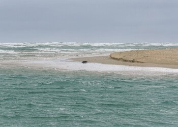 River Meets Ocean