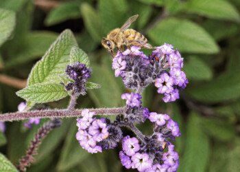 Working Bee 2