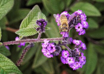 Working Bee 3