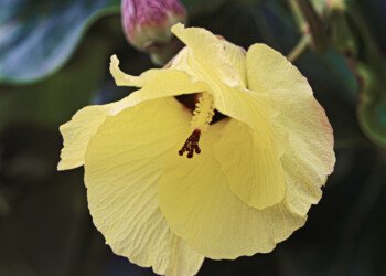 Yellow Flower